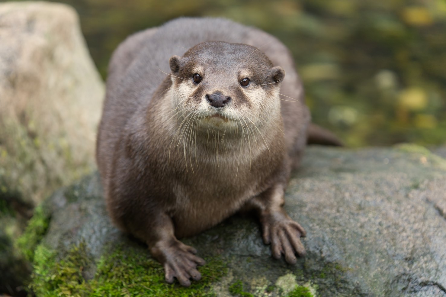 Otter 2 1006